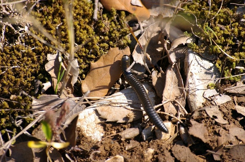 La Garrigue :scorpion,iules,Malpollon Monspessulanus,Timon Lepidus,Rhinechis Scalaris Iules_10