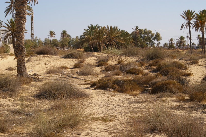 Un peu de herping a Djerba. Voyage22