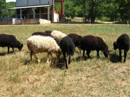 Neuf ouessants de plus dans le sud-est Img_7646