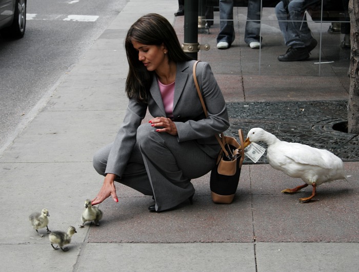 le canard voleur  Blague10