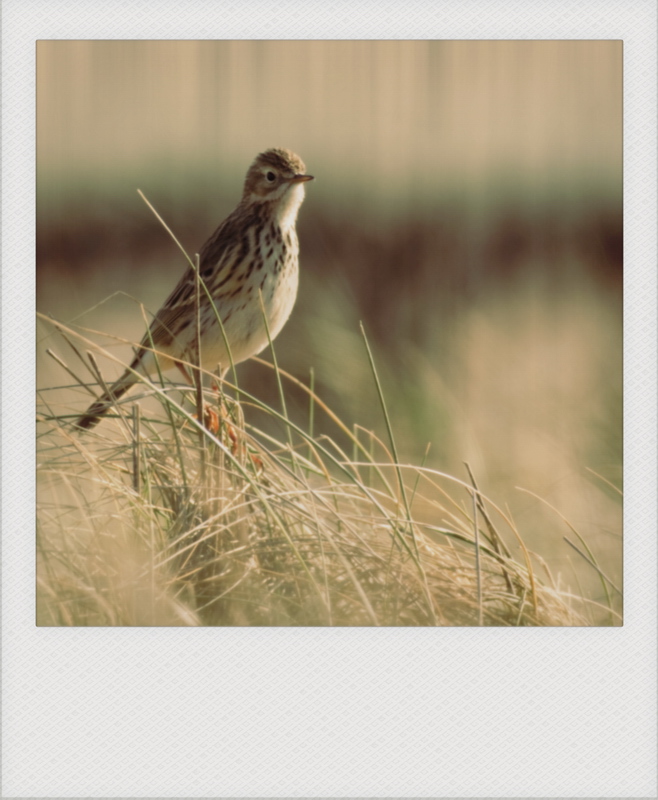 Chalhadichal Polaroid 20100434