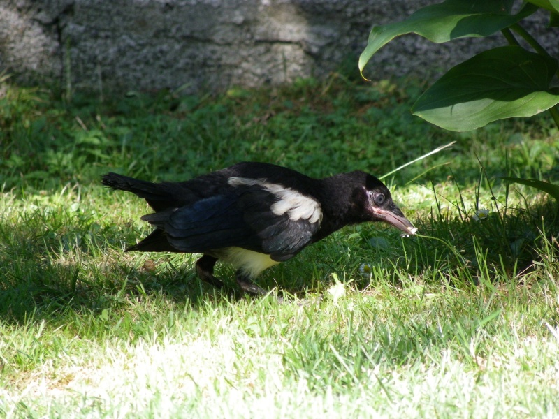Pepita Sauvetage D Un Bebe Pie Pepita Sauvetage D Un Bebe Pie