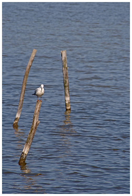 Les oiseaux du Teich Img_5216