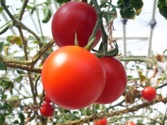 "EL TOMATE Y MAL DE ARTICULACIONES" Tomate10