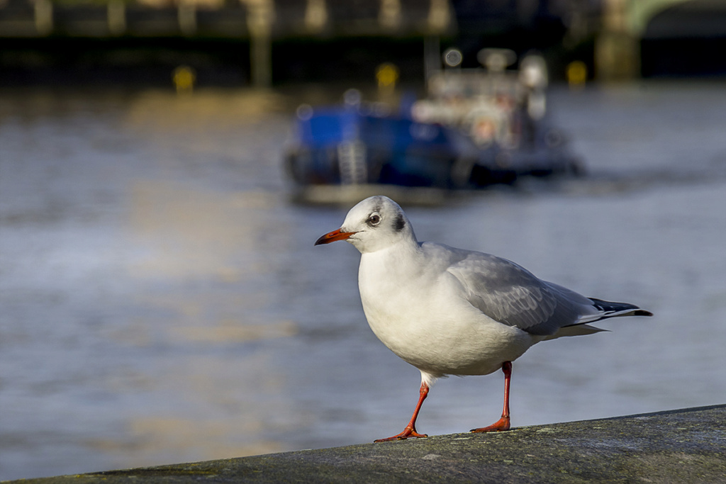 [Paysages] By the Thames  (version 2) 10011422