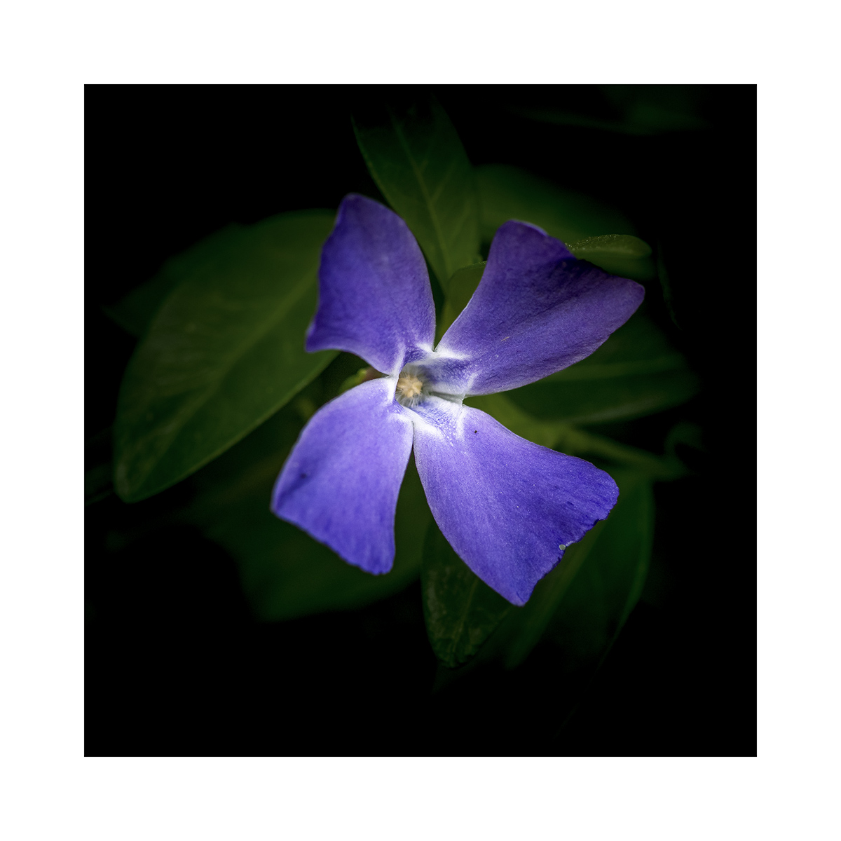 [Flore]  ☞ Je suis très fleur bleue ... _1010021