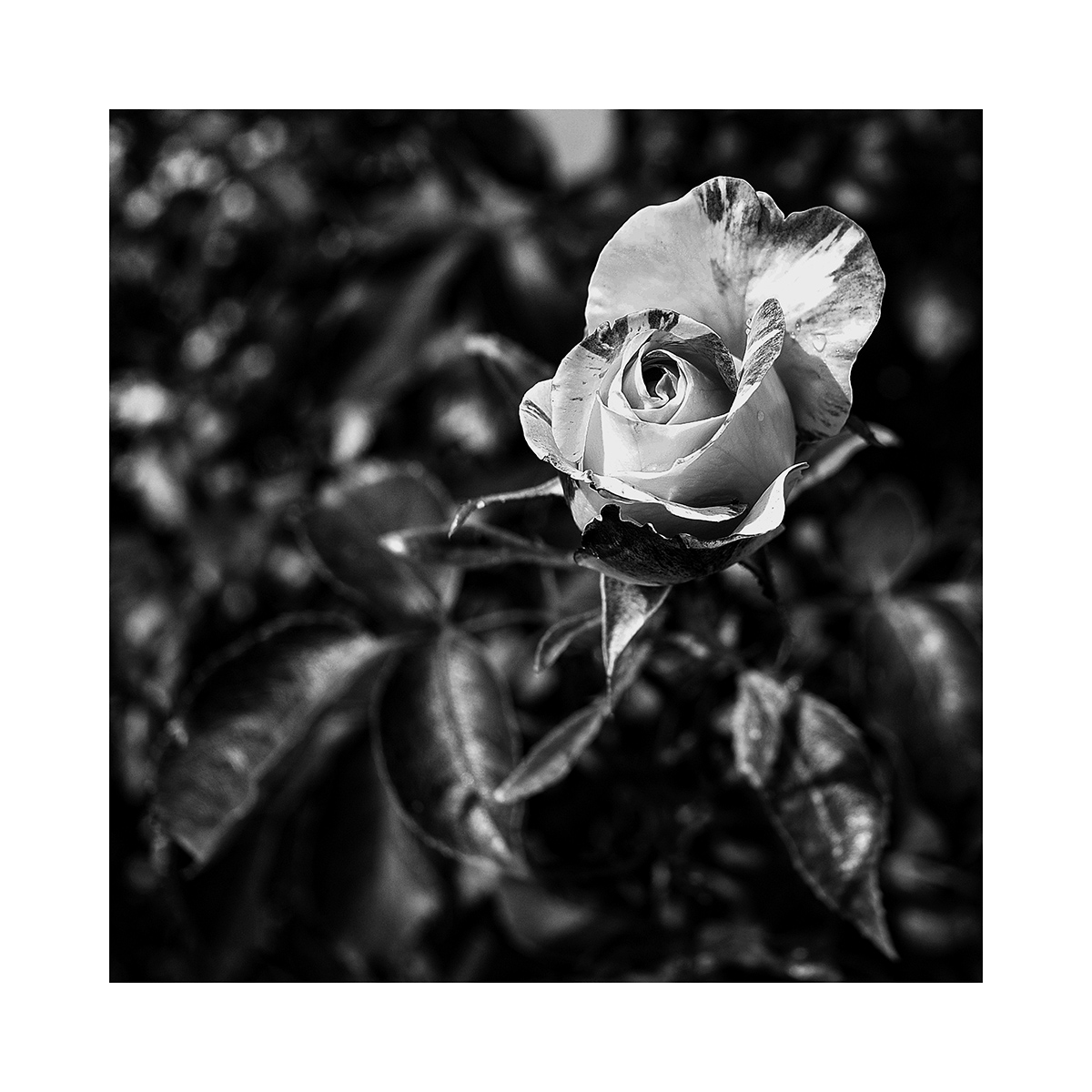 [Noir_et_Blanc]  ☞ Le temps que durent les roses ... _5050010