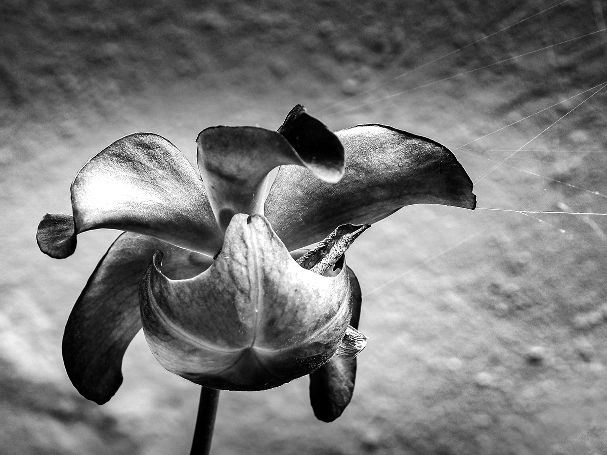 [Noir_et_Blanc]  ☞ Fleur? Bambou15