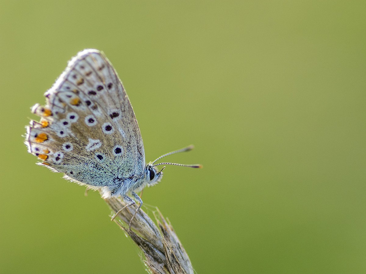 [Macro_et_Proxy] ☞ Bestioles ... (+ 3 nouvelles photos ) K5im0010