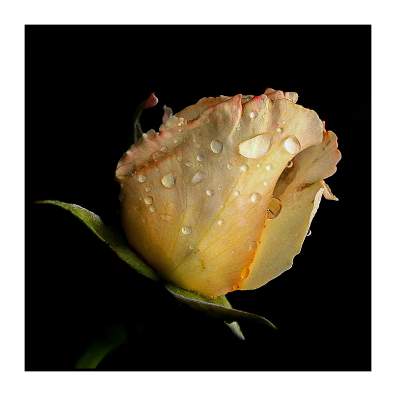 [Macro_et_Proxy]  ☞ La rose La_ros11