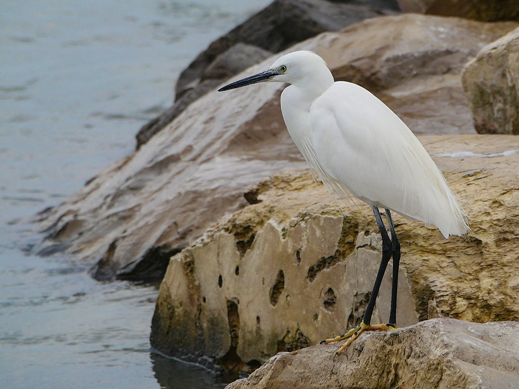 Grande aigrette ... P1020610