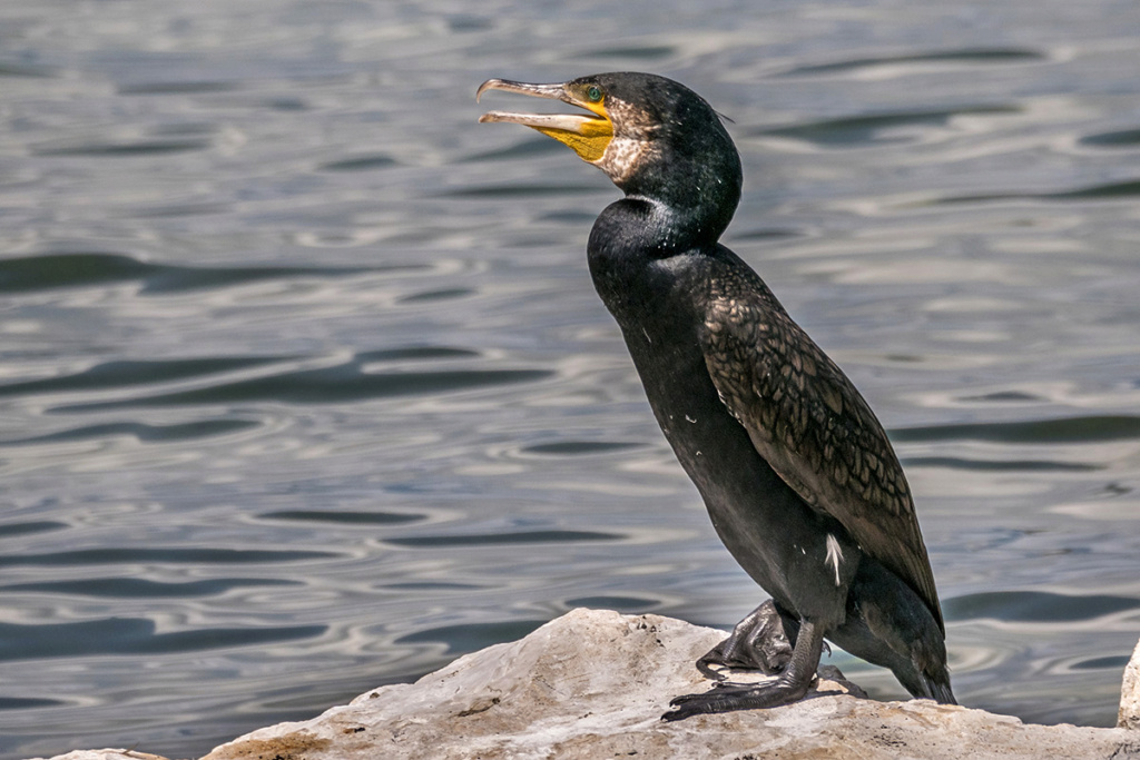 [Animaux] Le cri du cormoran, le soir au dessus de jonques... P1090713