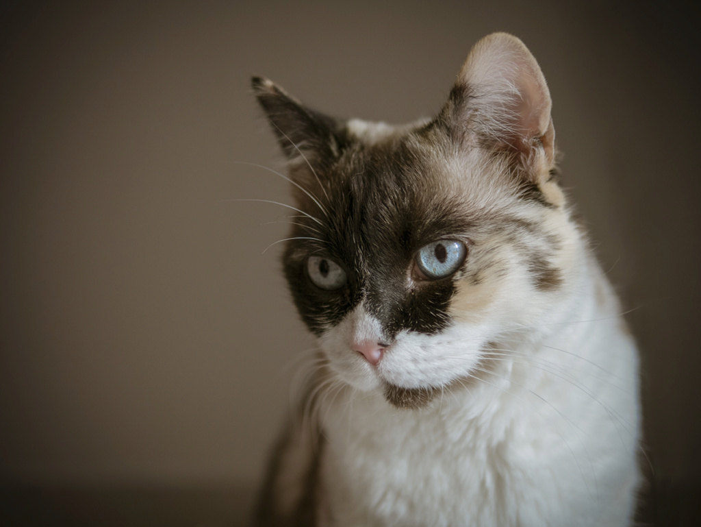 Portrait de chat ...  P1100718