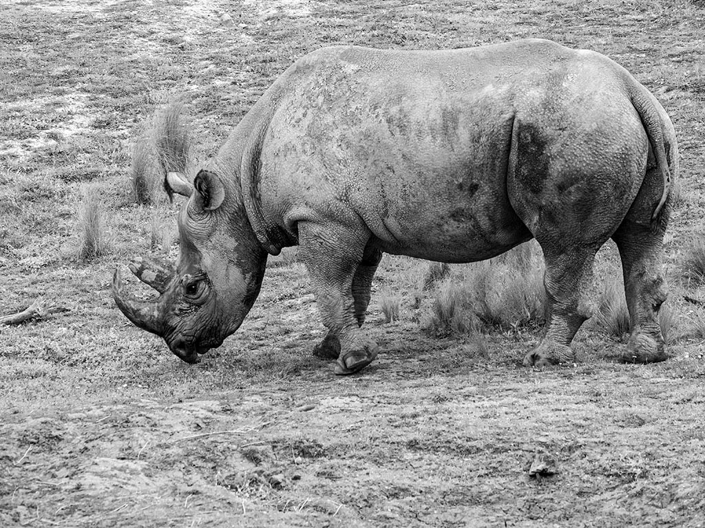 Les rhinos, c'est rosses ... P5190215