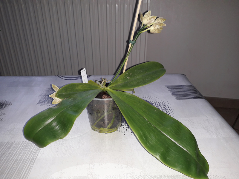 Phalaenopsis sumatrana 20200616