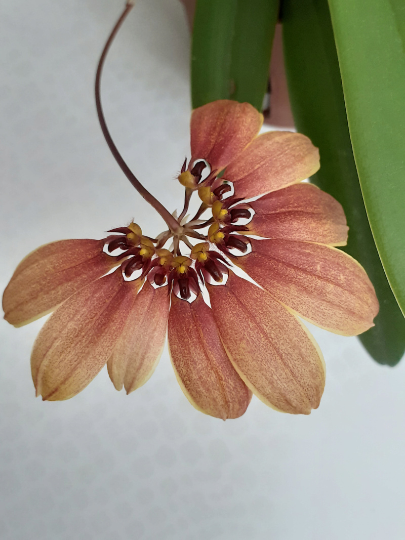 Bulbophyllum mastersianum 20220310