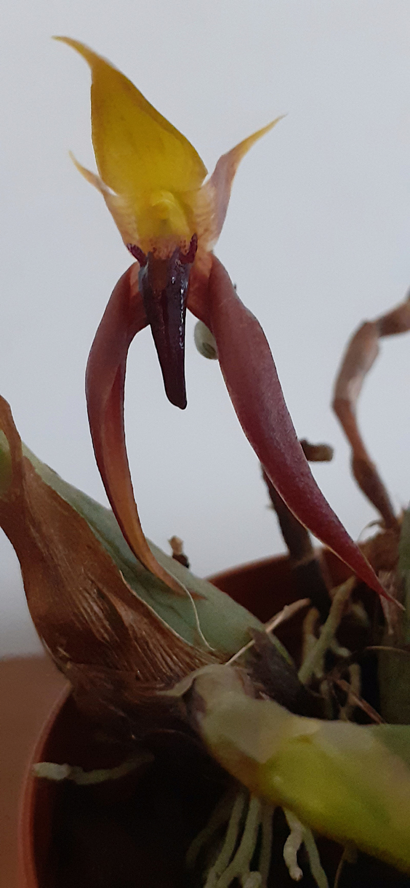 Bulbophyllum levanae 20220510