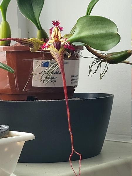 Bulbophyllum putidum 20241012