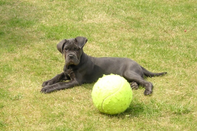 Mon chien et ses 55 kg de bétise et mes chats Kaiza10