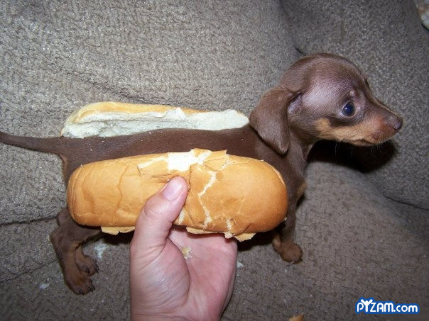 Funny/Fail/WHOA! Pictures Thread. Hotdog10