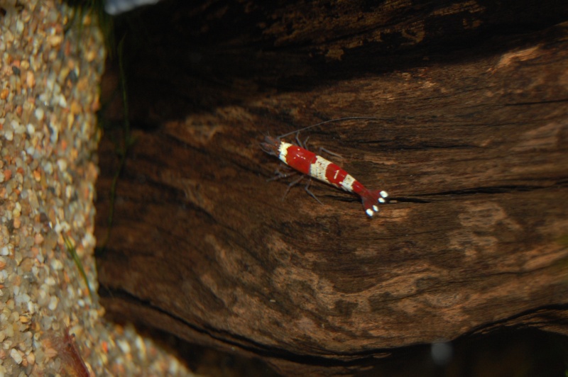 BAC CREVETTES RED CHRISAL Dsc_0025