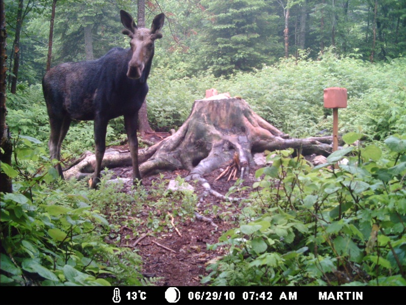 des belles photos...avec un maudine de beau buck.. Mdgc0012