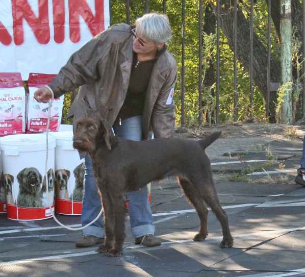 28 сентября 2008 г. Всероссийская выставка собак клуб РОСТО Хабаровск 10411013