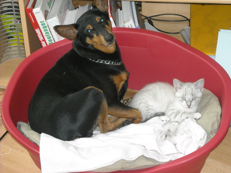 mon chien et mon chat Dscn0010