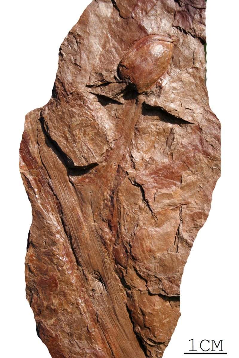 Trigonocarpus Pachytesta Hexagonocarpus 29_09_25