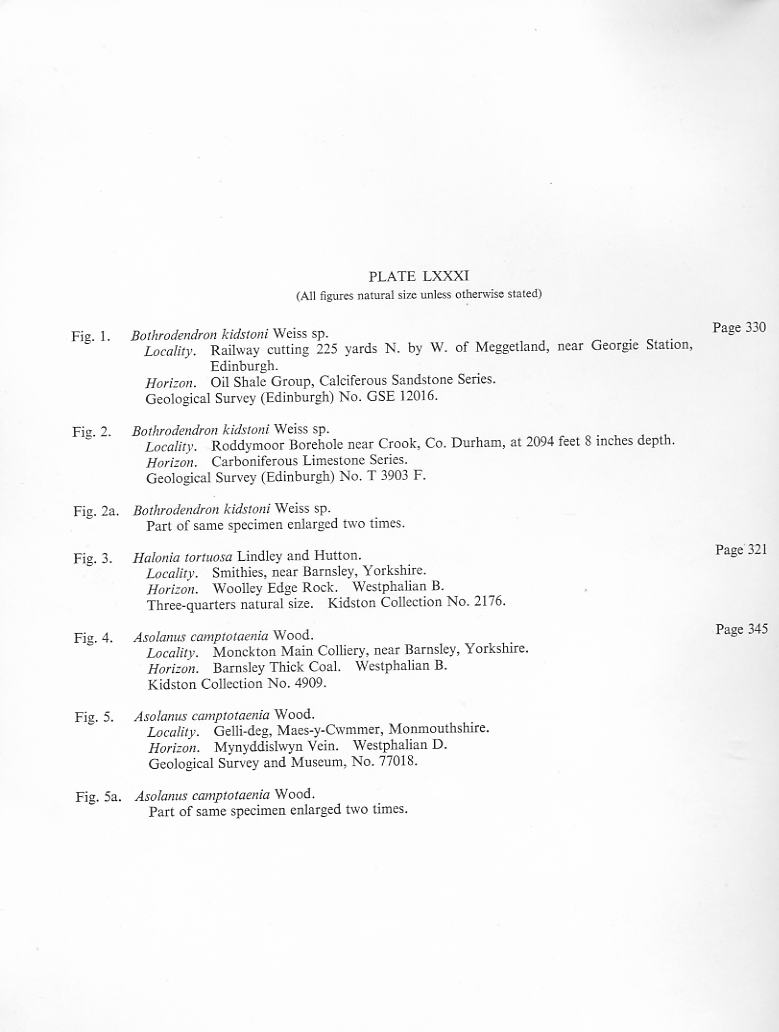 Lepidophloios Sterzel , 1907. File1813