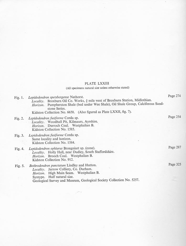 Bothrodendron Lindley et Hutton ,1833. File1814