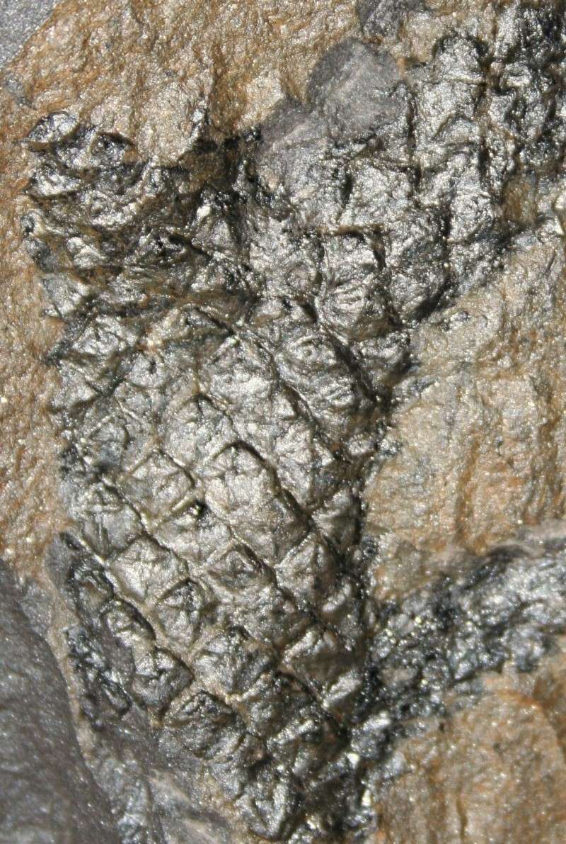 Lepidodendron Sternberg , 1820 . Img_3511