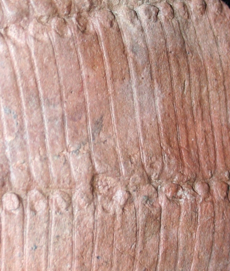 Calamites Schlotheim ,1820. Annularia sternberg , 1822 . Img_4414
