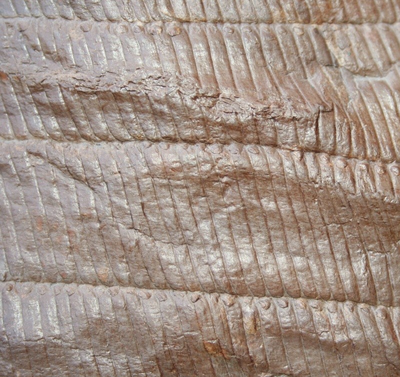 Calamites Schlotheim ,1820. Annularia sternberg , 1822 . Img_4510