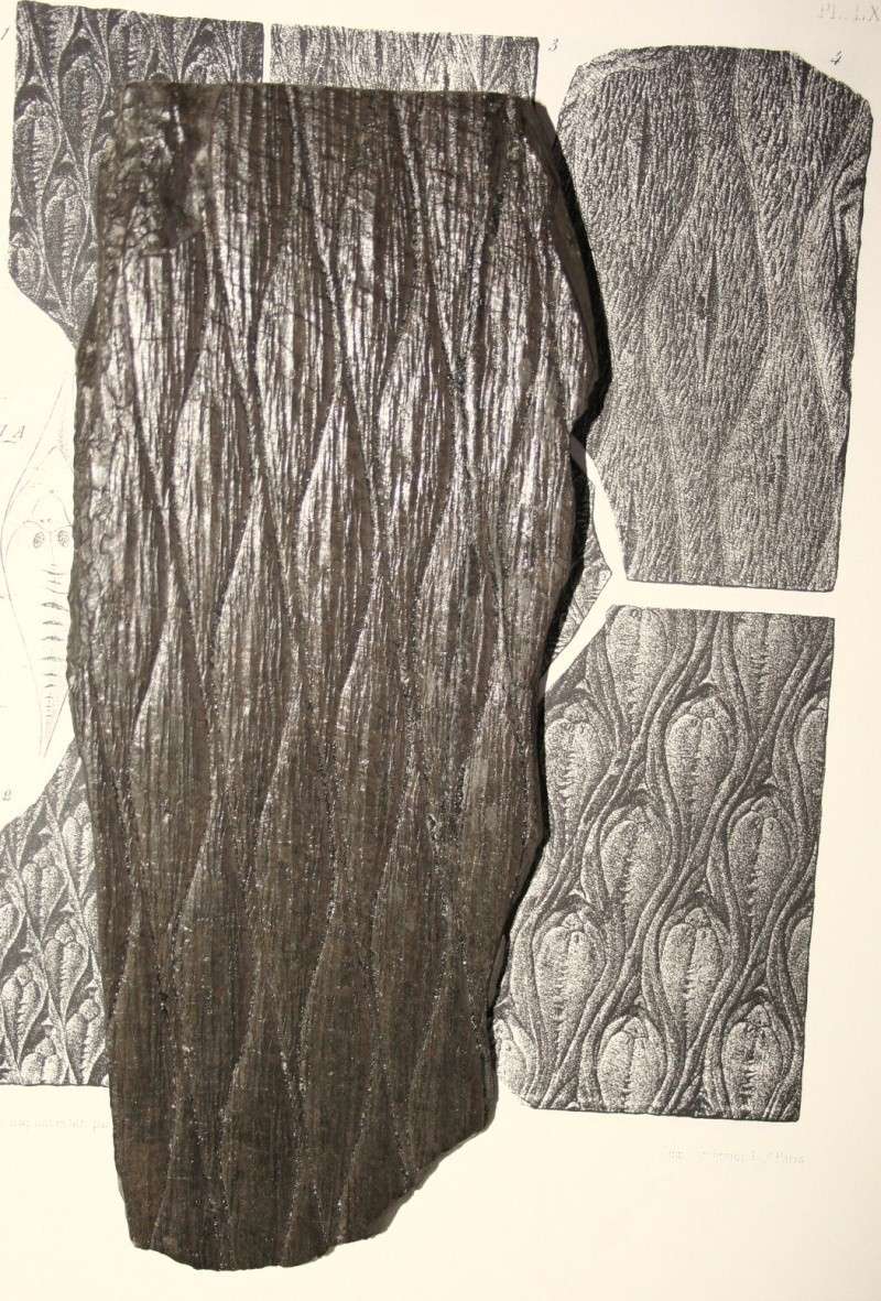 Lepidodendron Sternberg , 1820 .  Img_7611