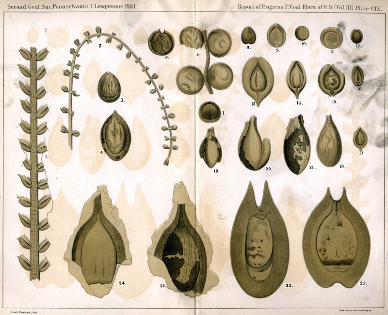 Cordaites Unger , 1850. Llv3-110