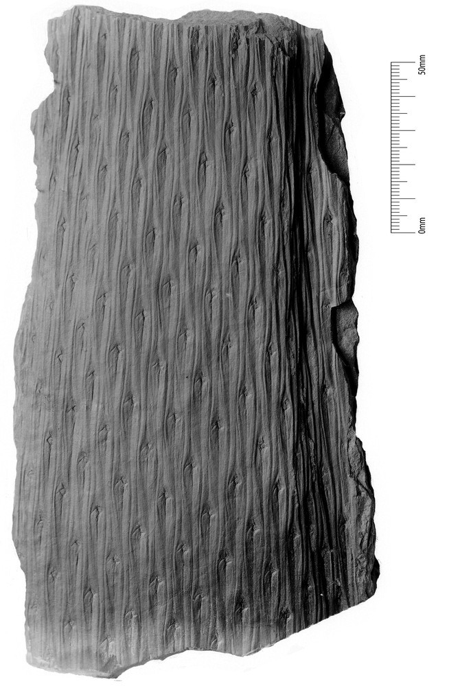Lepidodendron Sternberg , 1820 .  P6862710