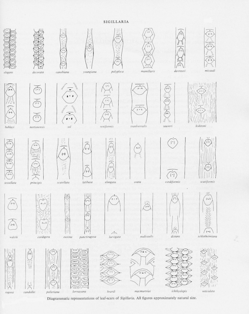 Spécimens à identifier (samples that need identification ) - Page 8 Sigill10