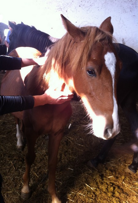 Urgent Poulain moins de 2 ans, SF à sauver dans le Gard ( 30 ) Img_4610