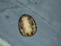 renseignement sur la tortue pélusios castaneus Imgp1114