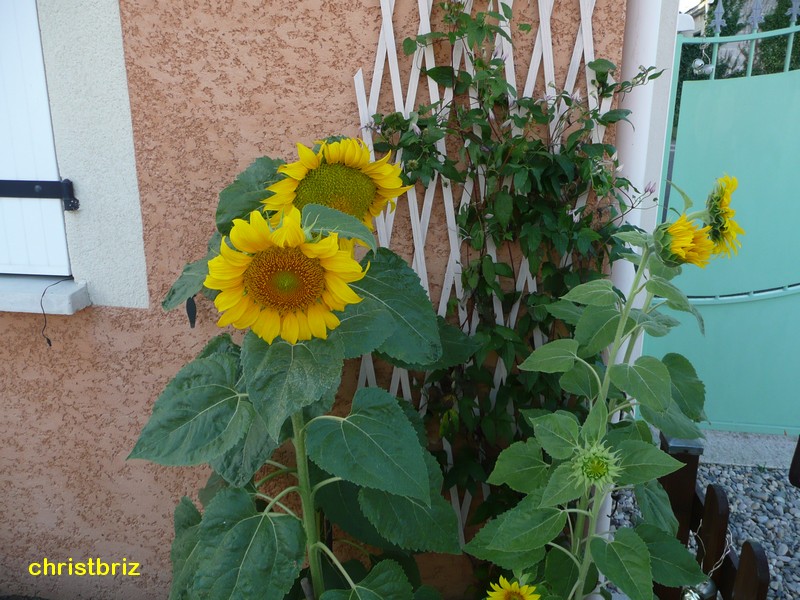 les fleurs de mon jardin et terrasse 2010_045