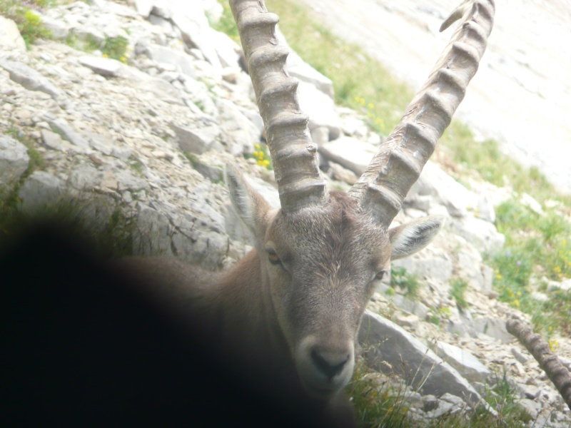 sejour randoclub le grand bornand 2012_018