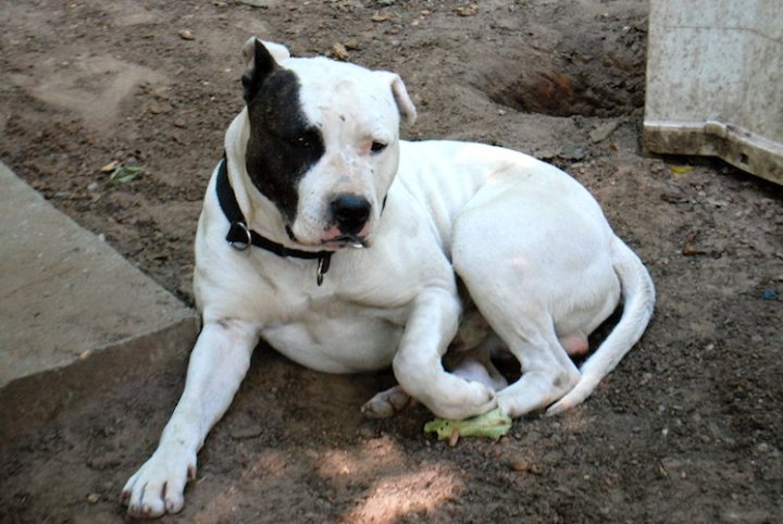 torn male crois dogue argentin 37289_10