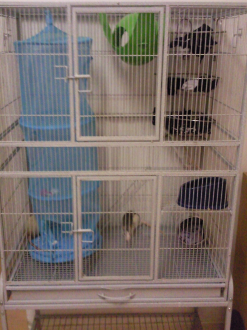 Ma nouvelle cage Photo011