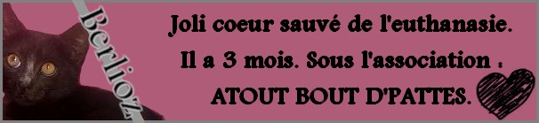 Berlioz chaton de 2 mois sauvé de l'euthanasie. En FA dans le 60. Berlio10