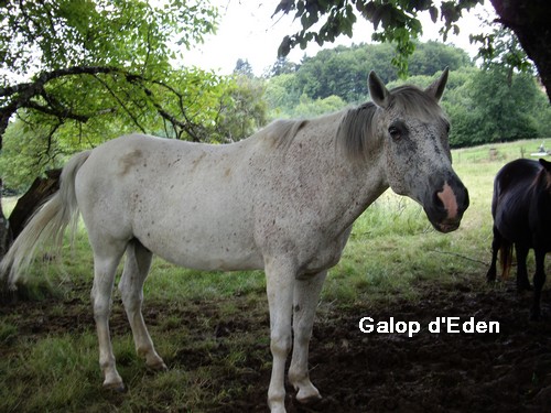 [EQUIDES] Les chevaux de l'association, a adopter. Leo1011