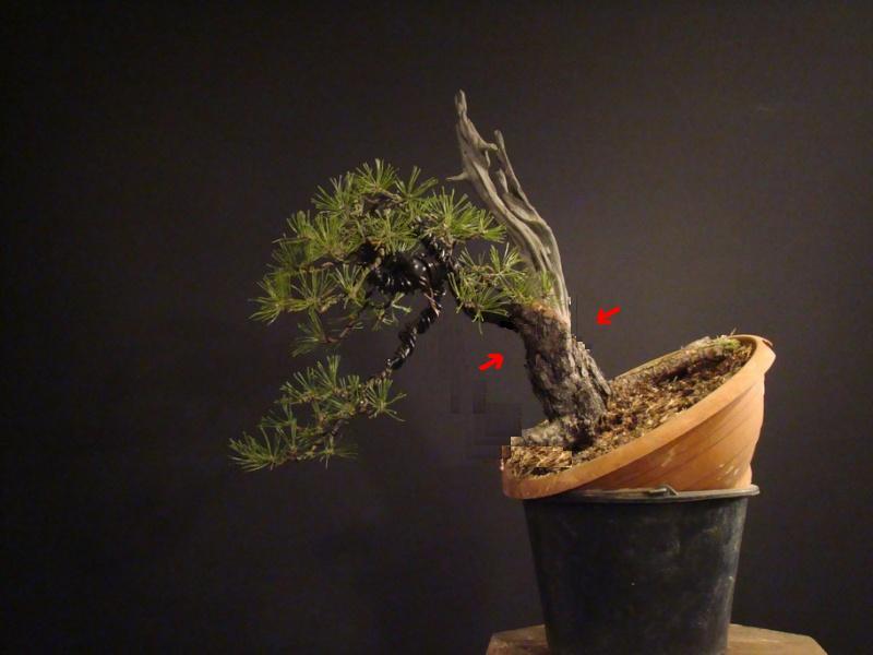 Pinus sylvestris - restyling 2011 (owner my friend Jirka) Rep_1010