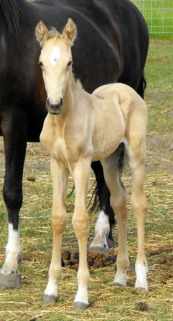 Possible Silver Andalusian 2010_010