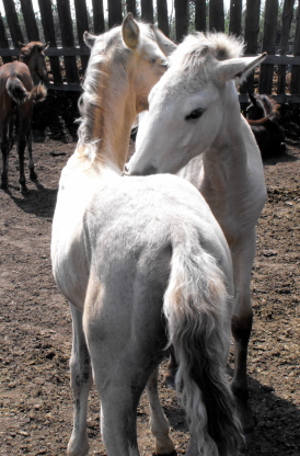 Possible Silver Andalusian 2010_014