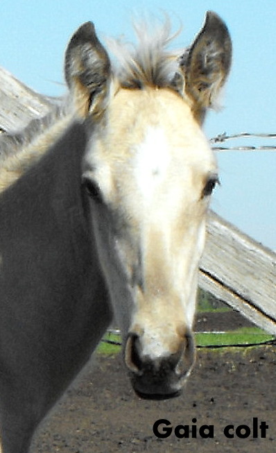 Possible Silver Andalusian 2010_016